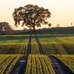 Rolnictwo węglowe idealne do zwiększenia plonów w Polsce