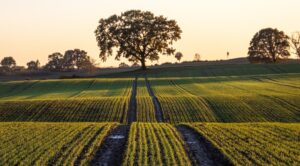 Rolnictwo węglowe idealne do zwiększenia plonów w Polsce